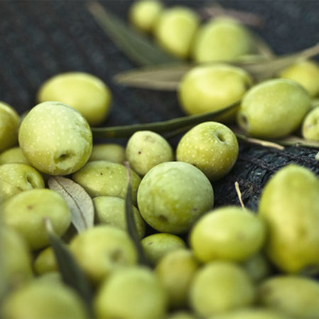 Récolte des olives en Italie 2016 : Une récolte précoce signifie moins d'huile d'olive