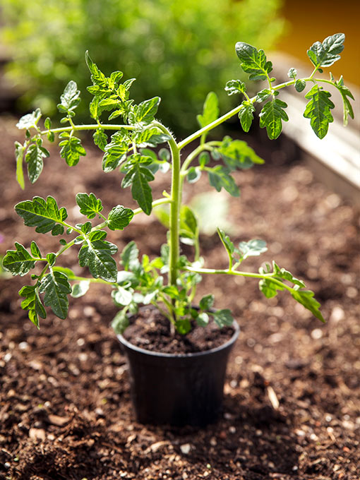 San Marzano anbauen Jungpflanze