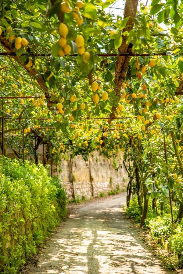 Citrons suspendus à une pergola à Sorrente