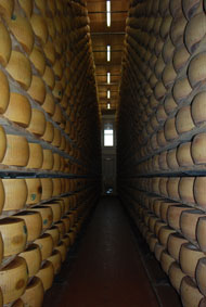 Käseregale voller Parmesan Käseregale voller Parmesan