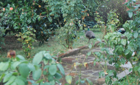 Pfauen im Garten Pfauen im Garten