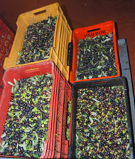 erntefrische Casaliva-Oliven erntefrische Casaliva-Oliven