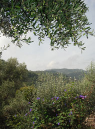 Olivenhain Olivenhain bei der Frantoio Venturino