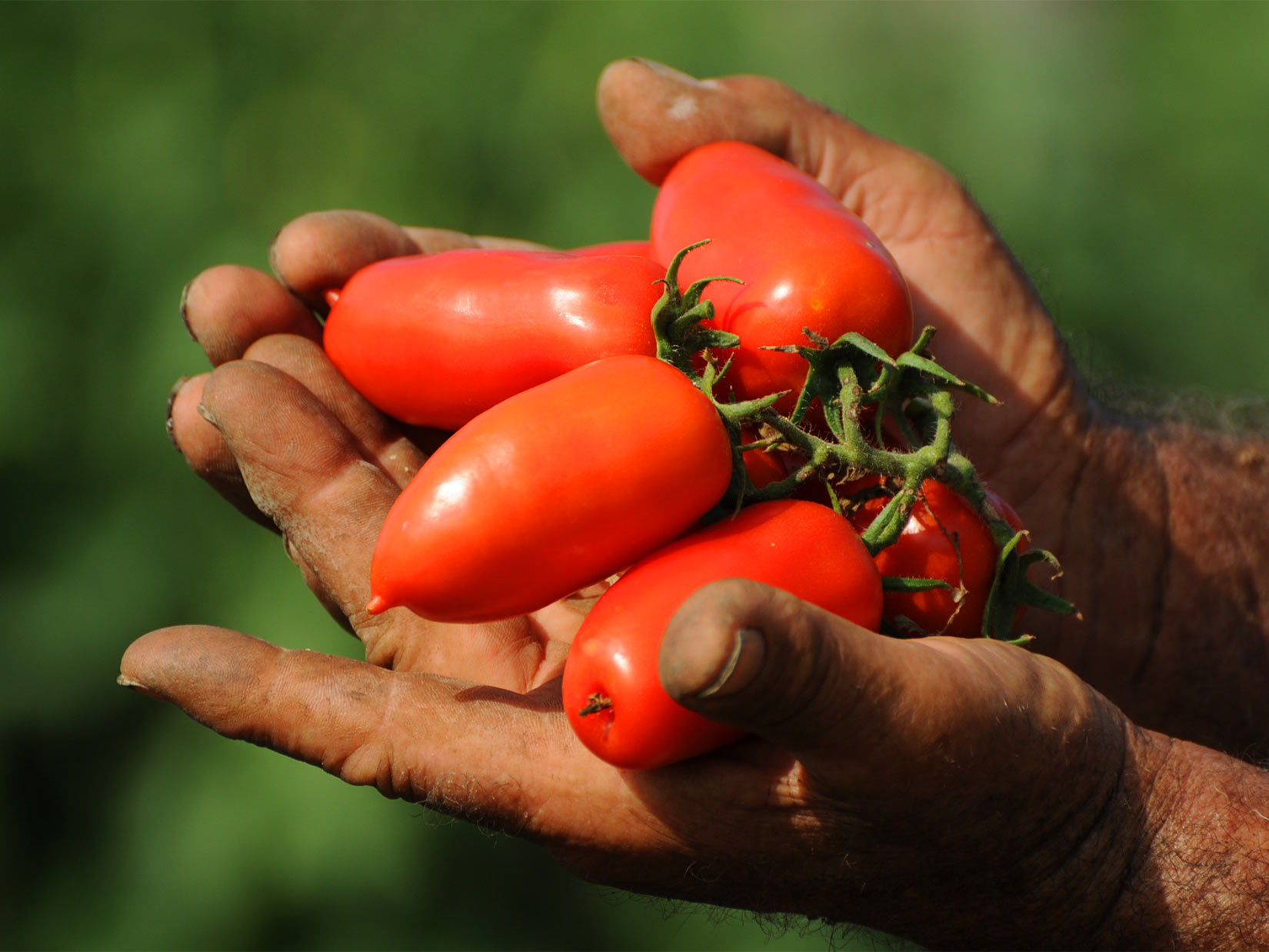 San Marzano anbauen – im eigenen Garten