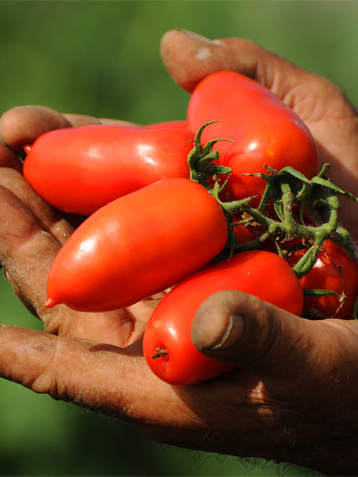 San Marzano anbauen – im eigenen Garten