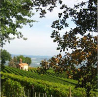 Weinberge im Piemont Weinberge im Piemont