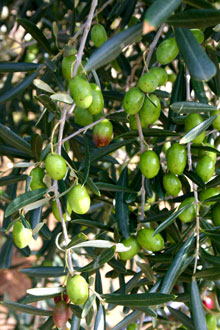 San Giorgio Gruene Oliven Oliven am Baum