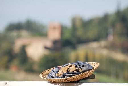 Trüffeln San Miniato Frische Trüffeln vor San Miniato