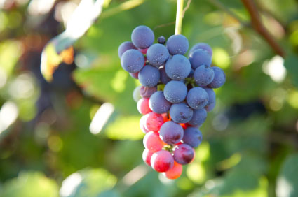 Nebbiolo traube Nebbiolo-Weinbeeren sind klein und haben eine dicke Schale.
