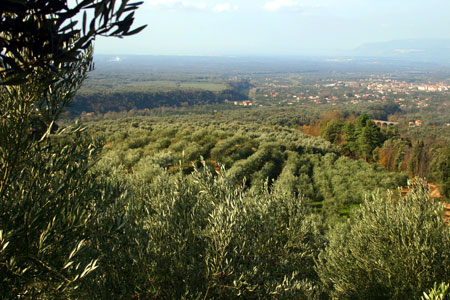 olearia_san_giorgio Landschaft Die Landschaft um die Olearia San Giorgio
