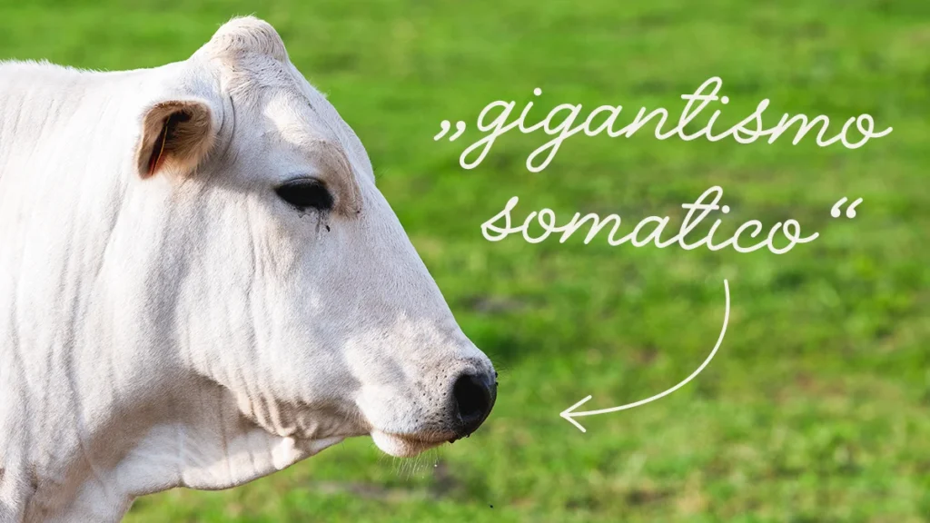 Der Kopf eines weißen Chianina-Rinds ist auf einer grünen Weide zu erkennen, daneben steht in Schreibschrift: gigantismo somatico