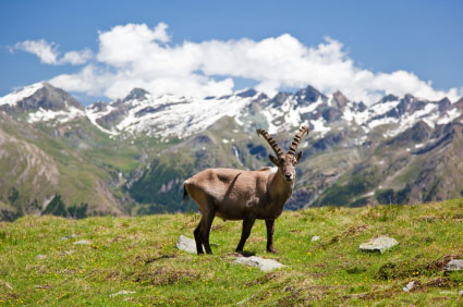 Steinbock Aosta So wildromantisch ist Aosta.