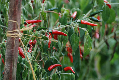 Peperoncini im Garten von Americo Quattrociocchi