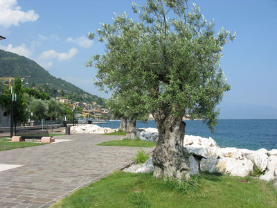 olivenbaum_gardasee Wer möchte hier nicht spazieren gehen, vielleicht mit einem gelato?