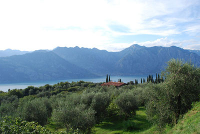olivenhain_gardasee Ein Olivenhain am Gardasee