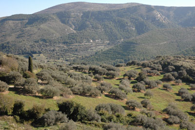 agrestis monti iblei Im Hintergrund des Olivenhains sieht man die Monti Iblei.