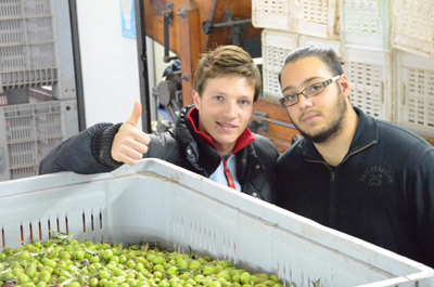 Wie viel kostet es, einen Liter Olivenöl herzustellen?