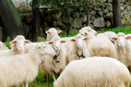 Die italienischen Schafsrassen Massese, Sarda und Garfagnina
