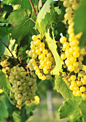 Weiße Weintrauben