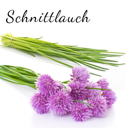 Schnittlauch
