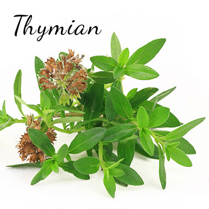 thymian