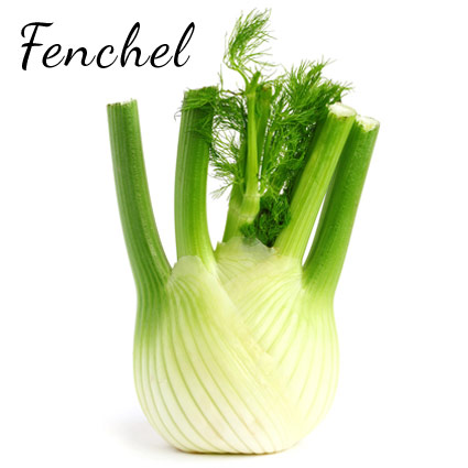 Fenchelknolle