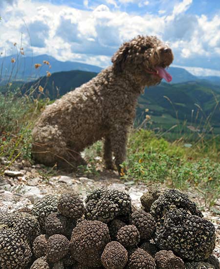 Der Trüffelhund und das arme Trüffelschwein