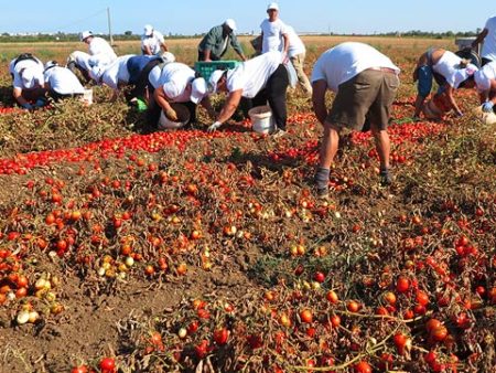 icontadini - Pflücken der reifen Tomaten