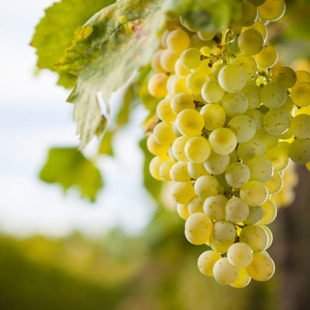 Trebbiano Trauben sind die Basis des Balsamico