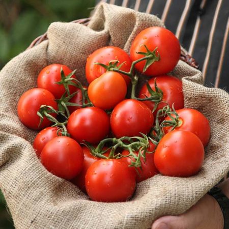 Lycopin in Tomaten