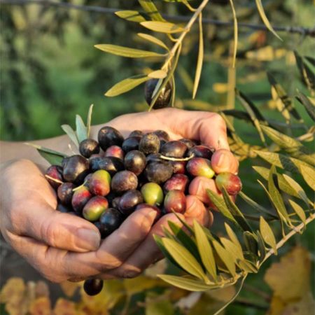 Capricho del Fraile aus der Picual Olive