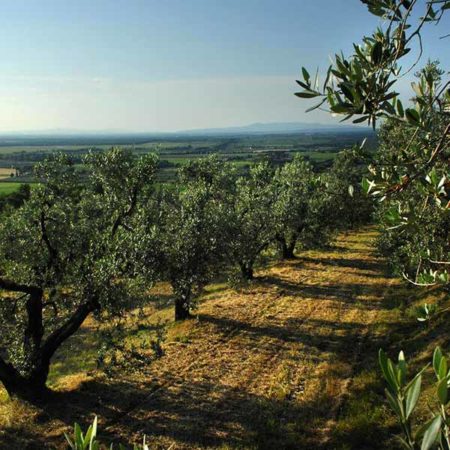 Olivenhaine in Bolgheri