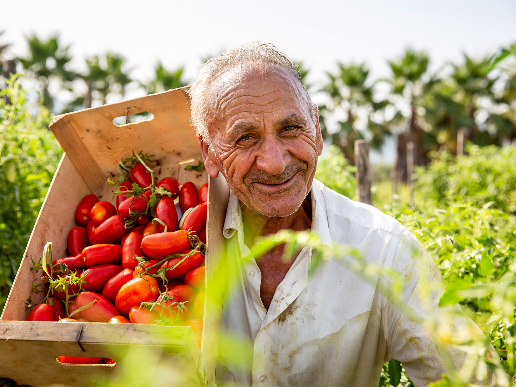 San Marzano – Porträt einer Tomatensorte