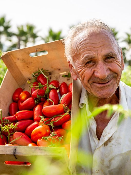 San Marzano – Porträt einer Tomatensorte