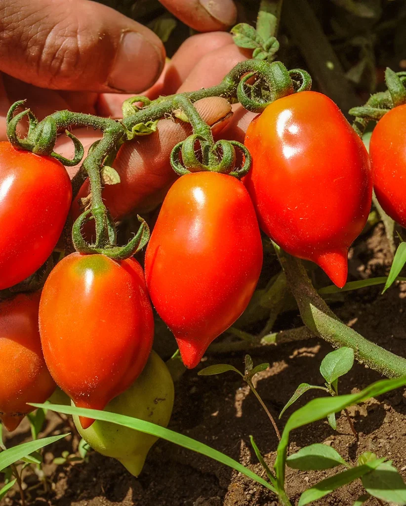 Nahaufnahme der Piennolo-Tomate, welche direkt auf dem Feld am Fuße des Vesuvs in Augenschein genommen wird