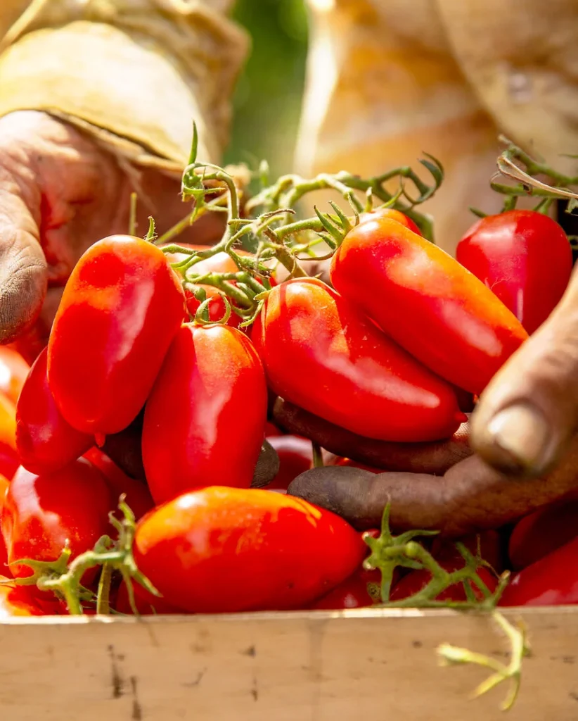San Marzano, die perfekten Pizzatomaten, werden frisch geerntet, zu sehen sind zwei Hände, welche die Tomaten in einen Korb legen