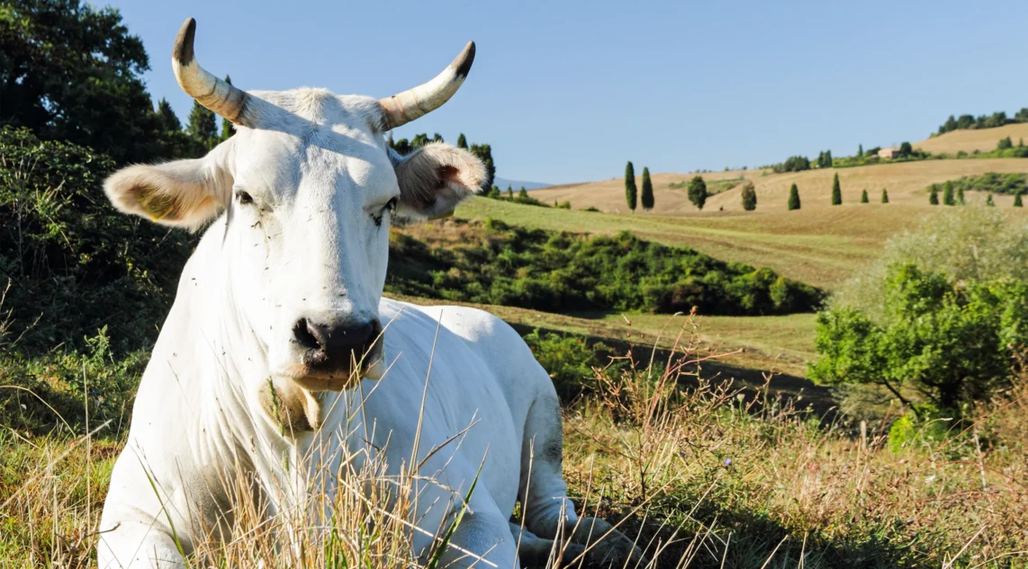 ein majestätisches weißes Chianina-Rind liegt auf einer grünen Weide in der Toskana und blickt in die Kamera