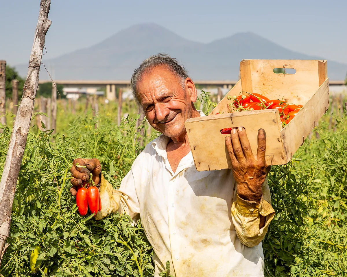 Tomatenanbau im Agro Sarnese-Nocerino am Fuße des Vesuvs